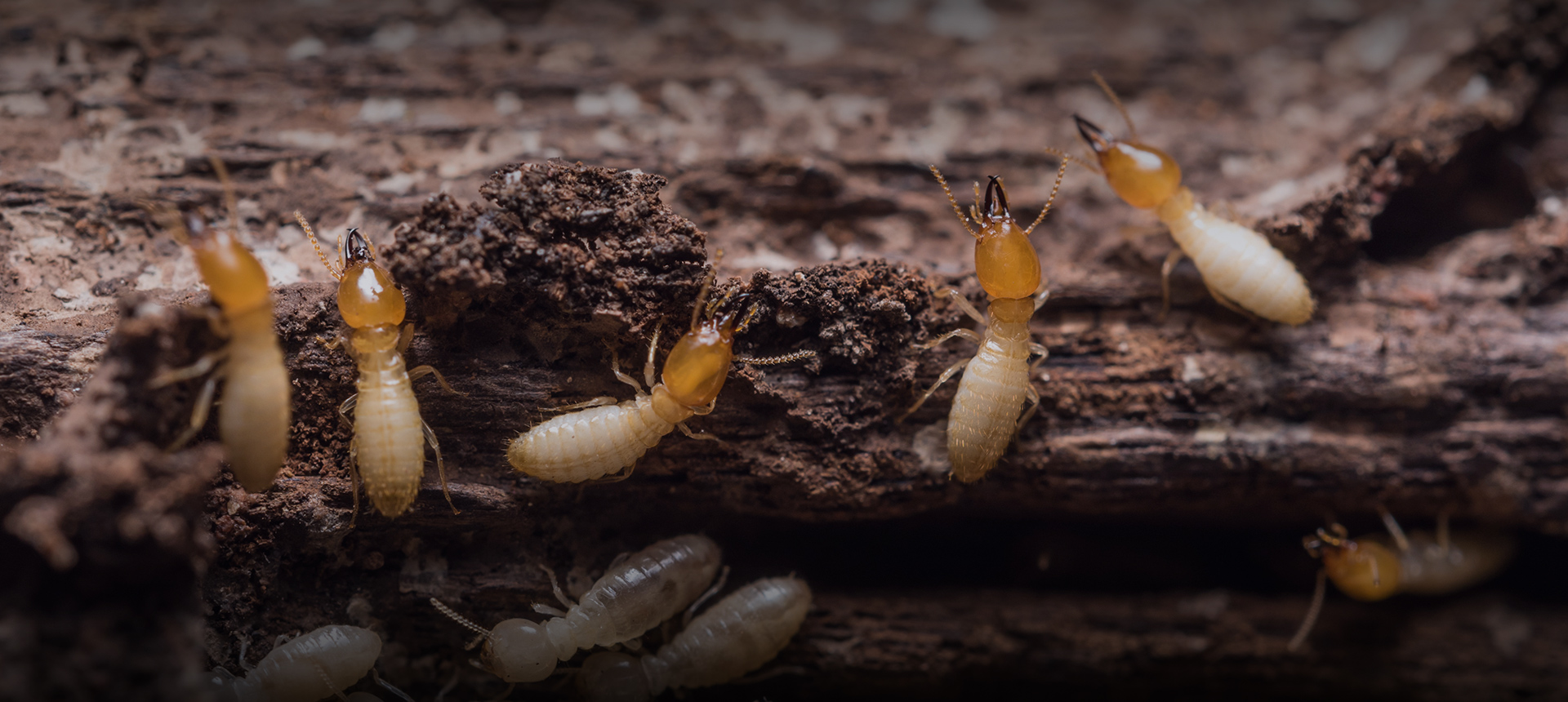 Termite Control